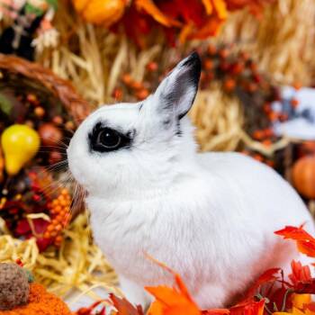 Melodie -  Hotot Rabbit for Adoption in Portland, Oregon - Melodie | PetCurious