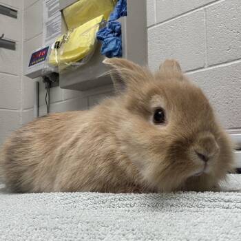 Nutmeg -  Lionhead Rabbit for Adoption in Murray, Utah - Nutmeg | PetCurious