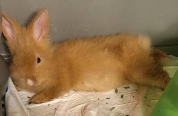 Pumpkin -  Lionhead Rabbit for Adoption in Howell Township, New Jersey - Pumpkin | PetCurious