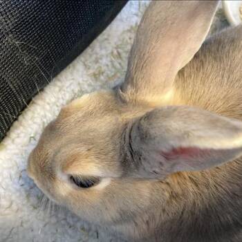 Iglyboo -  American Rabbit for Adoption in Hawthorne, California - Iglyboo | PetCurious