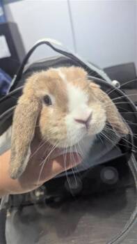 Bunny Rabbit Rabbits Available for Adoption in Montreal, Quebec - Poupounette | PetCurious