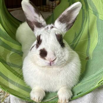 Patches -  Bunny Rabbit Rabbit for Adoption in Cambridge, Ontario - Patches | PetCurious