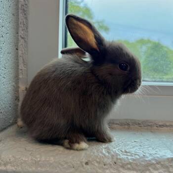 CINNAMOROLL -  English Lop Rabbit Available for Adoption in Barnstable, Massachusetts - CINNAMOROLL | PetCurious