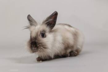 Janet -  Angora Rabbit Rabbit for Adoption in Westerville, Ohio - Janet | PetCurious