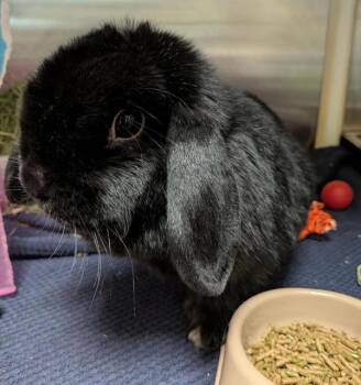 Holland Lop Rabbits Available for Adoption in Des Moines, Iowa - Bubbles | PetCurious