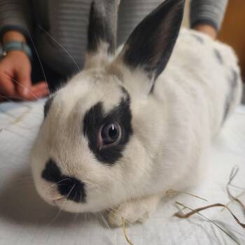 Rescue Bunny Rabbit Rabbits for Adoption in Gansevoort, New York - Pippin | PetCurious