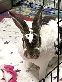 American Rabbits Available for Adoption in Alexandria, Virginia - Ace | PetCurious