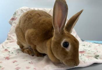Rosie -  Rex Rabbit for Adoption in Westford, Massachusetts - Rosie | PetCurious