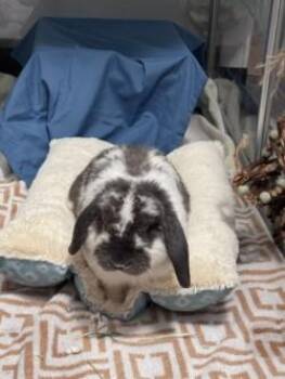 Thumper -  Bunny Rabbit Rabbit for Adoption in Savannah, Georgia - Thumper | PetCurious