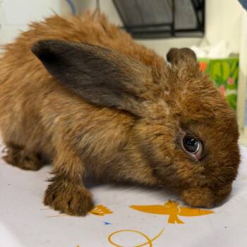 Bun Bun -  American Rabbit for Adoption in Tampa, Florida - Bun Bun | PetCurious