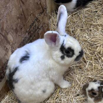 Professor Plum -  New Zealand and American Rabbit for Adoption in Nampa, Idaho - Professor Plum | PetCurious