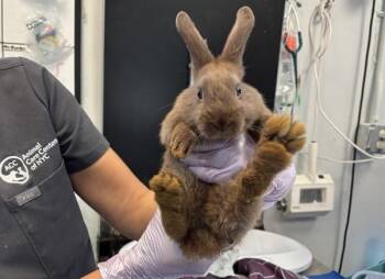 Georgia -  Bunny Rabbit Rabbit for Adoption in New York, New York - Georgia | PetCurious