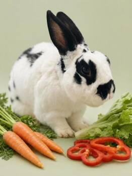 English Spot Rabbits Available for Adoption in Bowling Green, Kentucky - Panda | PetCurious