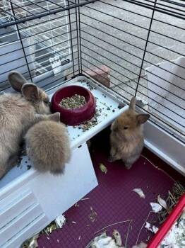 No name 4 -  Lionhead Rabbit for Adoption in Santa Cruz, California - No Name 4 | PetCurious