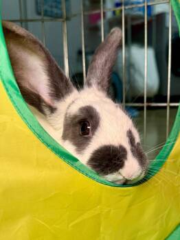 Bunny Rabbit Rabbits Available for Adoption - Tick Tock | PetCurious