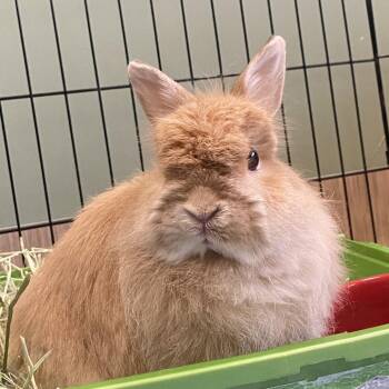Jersey Wooly Rabbits Available for Adoption - Willow | PetCurious