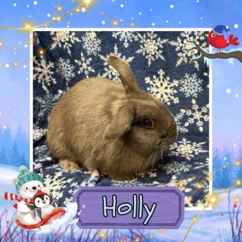 Lop Eared Rabbits Available for Adoption - Holly | PetCurious