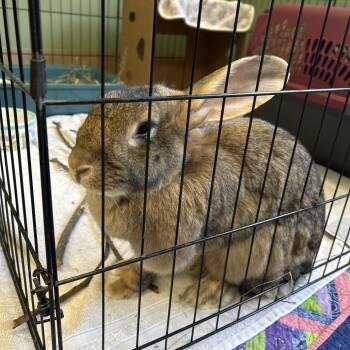 Rescue Flemish Giant Rabbits for Adoption in Bedford, New Hampshire - Rolo | PetCurious