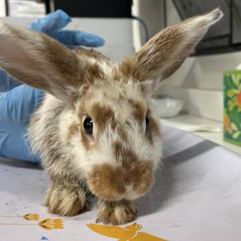 Scamper -  American Rabbit for Adoption in Tampa, Florida - Scamper | PetCurious