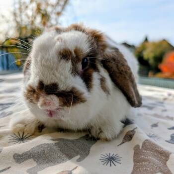 Rescue Mini Lop Rabbits for Adoption in Portland, Oregon - Garth | PetCurious