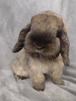 Holland Lop Rabbits Available for Adoption in Plymouth, Michigan - Ted | PetCurious