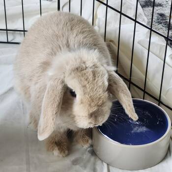 zzCourtesy Listing for Nala -  American Fuzzy Lop Rabbit for Adoption in New Rochelle, New York - ZzCourtesy Listing For Nala | PetCurious