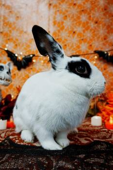 Suki -  English Spot Rabbit for Adoption in Long Beach, California - Suki | PetCurious