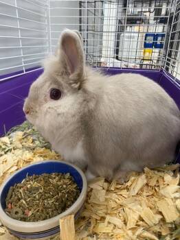 Beignet -  American Rabbit for Adoption in Fall River, Massachusetts - Beignet | PetCurious