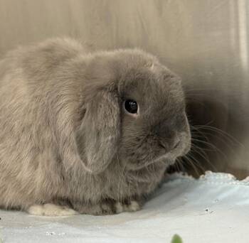 Holland Lop Rabbits Available for Adoption - Elephant | PetCurious