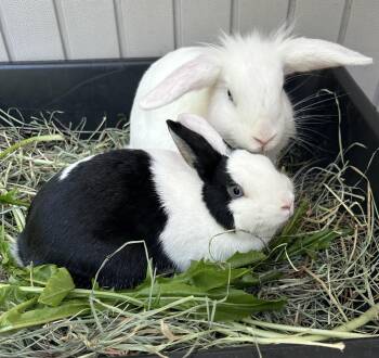 Angelo & Precious -  Lionhead and Dutch Rabbit for Adoption in Los Angeles, California - Angelo & Precious | PetCurious