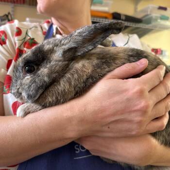 Dokidoki Yummychums -  Bunny Rabbit Rabbit for Adoption in Richmond, California - Dokidoki Yummychums | PetCurious