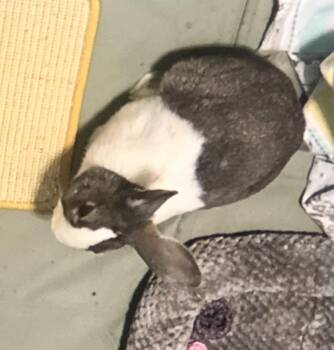 Fable -  Dutch Rabbit for Adoption in San Antonio, Texas - Fable | PetCurious