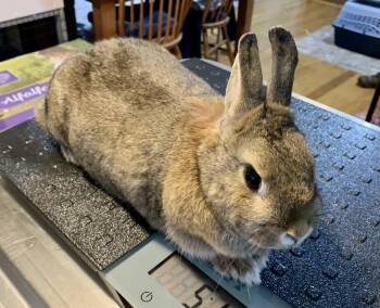 Squishmallow -  Bunny Rabbit Rabbit for Adoption in Westford, Massachusetts - Squishmallow | PetCurious
