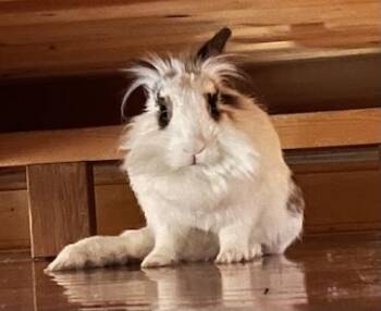 Rescue Lionhead Rabbits for Adoption in New York, New York - Gabby | PetCurious