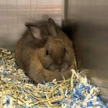 Rescue American Rabbits for Adoption in Phoenixville, Pennsylvania - Boo | PetCurious