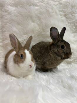 Daisy & Skipper -  Dutch Rabbit for Adoption in Montclair, California - Daisy & Skipper | PetCurious
