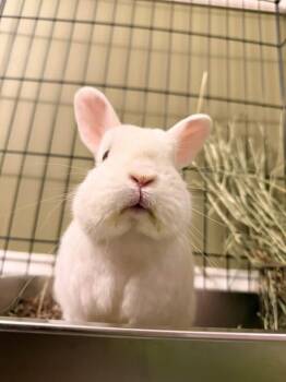 Francis -  Dwarf Rabbit for Adoption in Saint Charles, Missouri - Francis | PetCurious