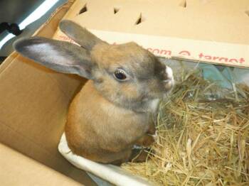 Rescue Bunny Rabbit Rabbits for Adoption in San Jose, California - FARRAH | PetCurious