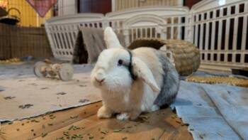 Rescue Harlequin Rabbits for Adoption in Philadelphia, Pennsylvania - Palmer | PetCurious