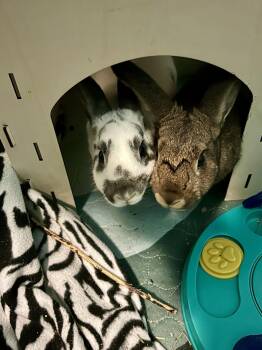 Bunny Rabbit Rabbits Available for Adoption in Lakeville, Minnesota - Raini | PetCurious