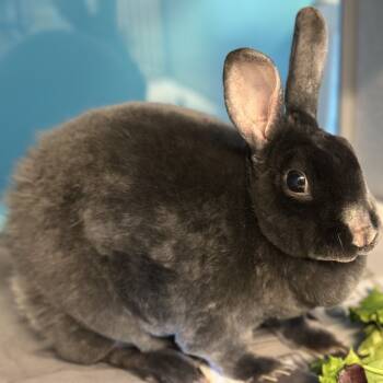 Rescue Rex Rabbits for Adoption in Quakertown, Pennsylvania - Cleo | PetCurious