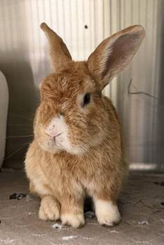 American Rabbits Available for Adoption in Oakland, California - Hobbes | PetCurious