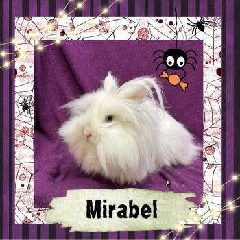 Rescue Lionhead Rabbits for Adoption in Elizabethtown, Kentucky - Mirabel | PetCurious
