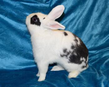 Polish Rabbits Available for Adoption in Chesterfield, Missouri - Nate | PetCurious