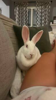Stark -  New Zealand Rabbit for Adoption in Saint Charles, Missouri - Stark | PetCurious