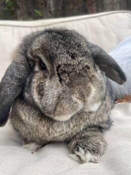 Rescue Holland Lop Rabbits for Adoption in Santa Cruz, California - Peter | PetCurious