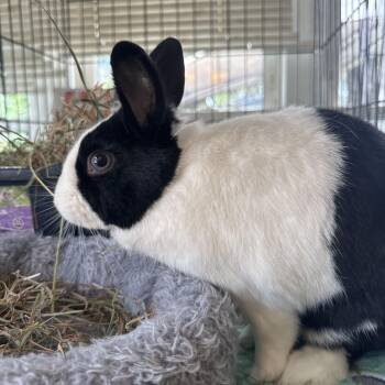 Chip -  Dutch Rabbit for Adoption in Norwalk, Connecticut - Chip | PetCurious