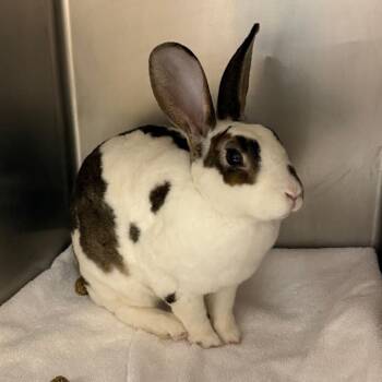 Aspen -  Rex Rabbit for Adoption in Cheyenne, Wyoming - Aspen | PetCurious