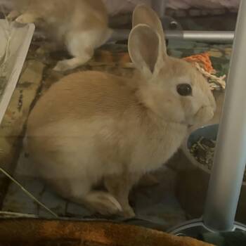 Palomino Rabbits Available for Adoption in Peconic, New York - Deer | PetCurious