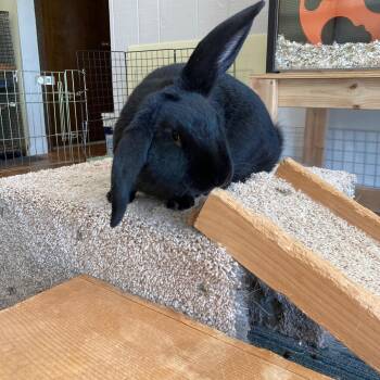 Flemish Giant Rabbits Available for Adoption in Grand Rapids, Michigan - Hawkeye | PetCurious